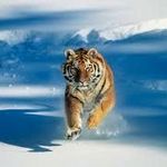 nature animal